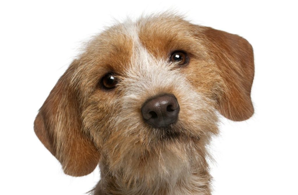 Close-up of a 1-year old Basset Fauve de Bretagne in front of white background.