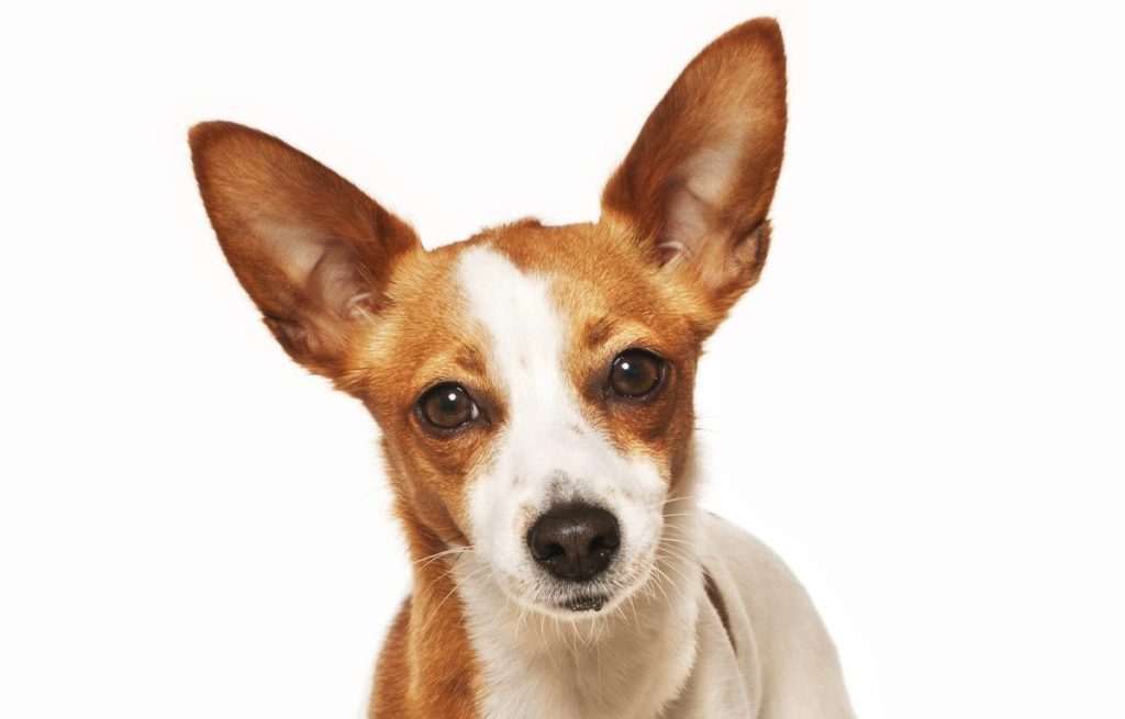 Cute young Podengo standing. Curiously looking to camera. White Background.