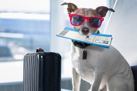 holiday vacation jack russell dog waiting in airport terminal ready to board the airplane or plane at the gate, luggage or bag to the side