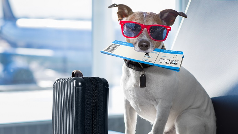 holiday vacation jack russell dog waiting in airport terminal ready to board the airplane or plane at the gate, luggage or bag to the side