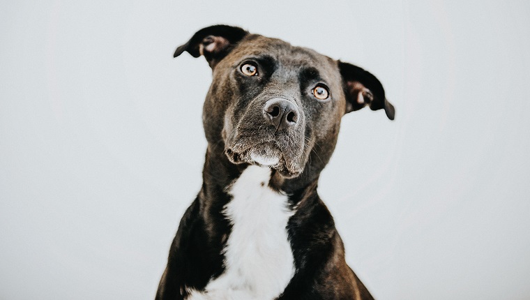 Black Staffordshire bull terrier / Labrador mix against white backdrop