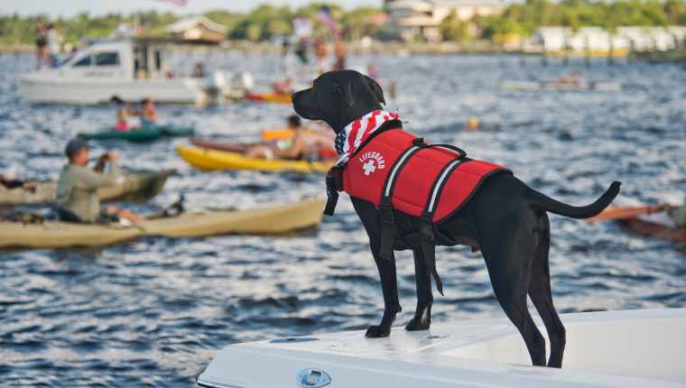 Dog Swim Rescue