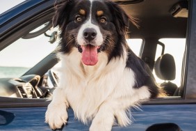 Dog leaning out window of car