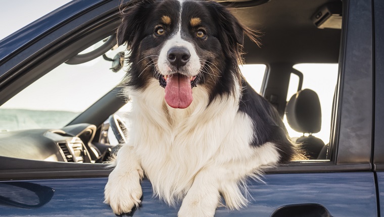 Dog leaning out window of car