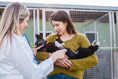 Veterinarians at animal shelter checking health of dogs.