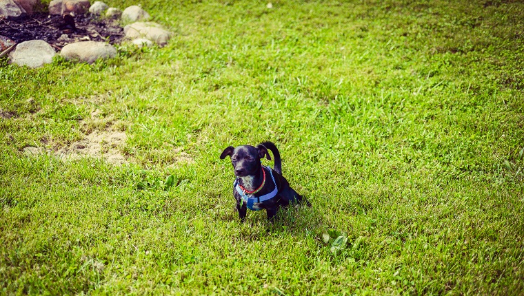 Small dog pees in the yard, looking very content to relieve herself