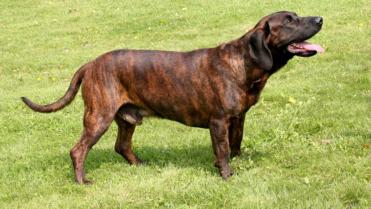 The portrait of Hanoverian Scenthound dog in the garden