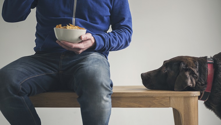 Dog watching owner eat