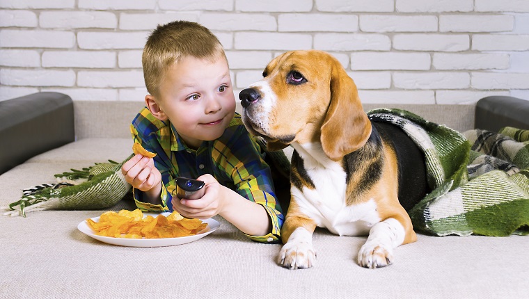 funny boy and dog Beagle eating chips on sofa in the room