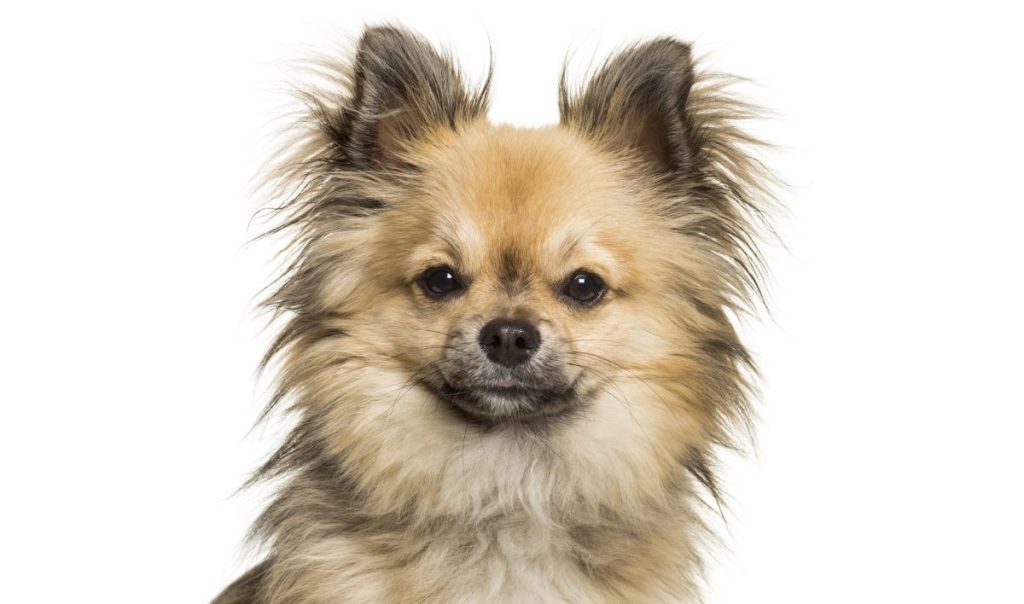 Chi-chi, mixed breed Chinese Crested Dog and Chihuahua looking at camera against white background