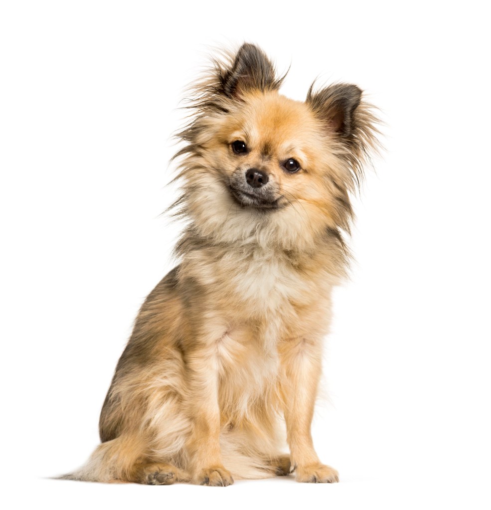 Chi-chi, mixed breed Chinese Crested Dog and Chihuahua sitting against white background