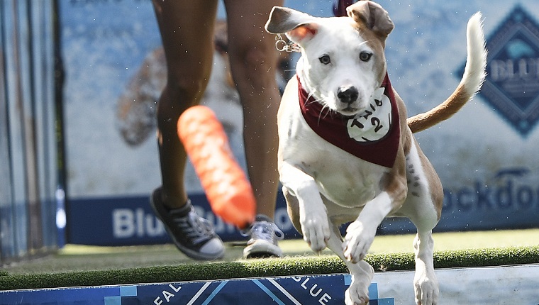 FREEPORT, ME - AUGUST 24: Courtney Bagley of South Portland watches as her dog Hannah, a pit bull, australian shepherd mix dives into the pool during the DockDogs event at the LL Bean Dog Days of August Saturday, August 24, 2019.