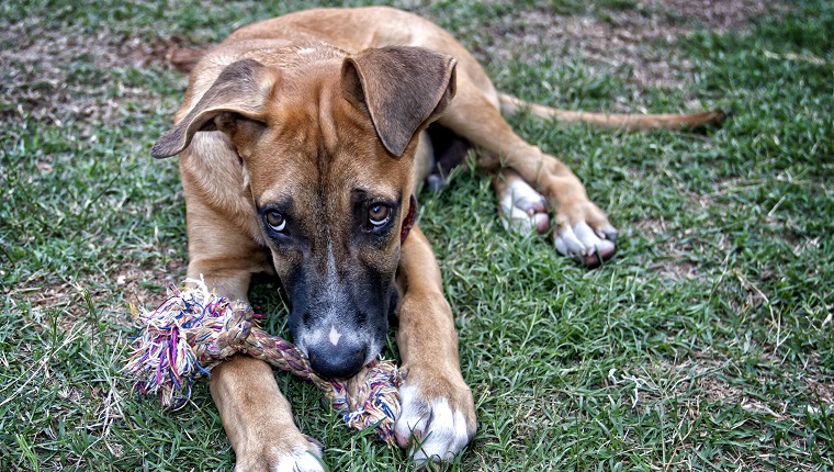 Thor, this dog , mixed of german shepherd and pitbull, was adopted ,in Sorocaba, by my niece when was a puppy , was so sick , now with 6 months age , is healthy and lives with her there Taken in Jundiai, was in holiday. São Paulo state, Brazil