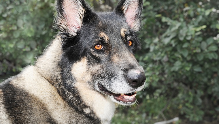 Beautiful German Shepperd and Akita mix breed dog.