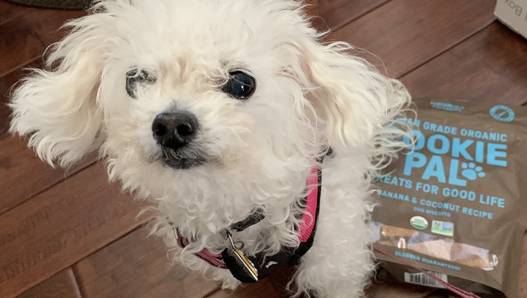 Leia the dog waits for a Cookie Pal treat