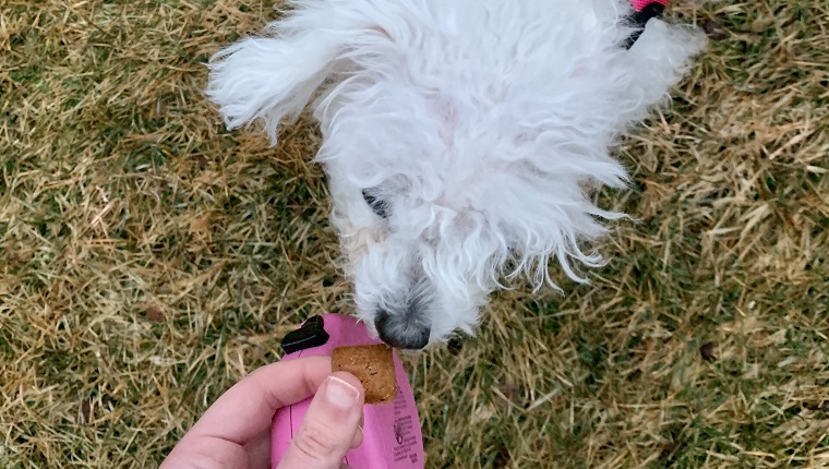 Leia sniffs a treat