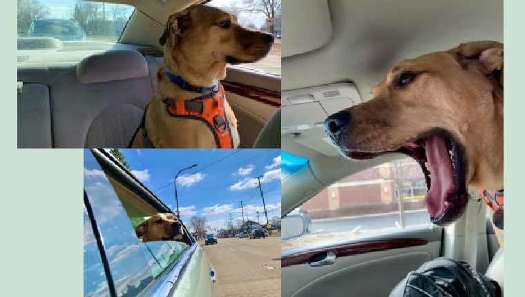 archer in the car with his harness on