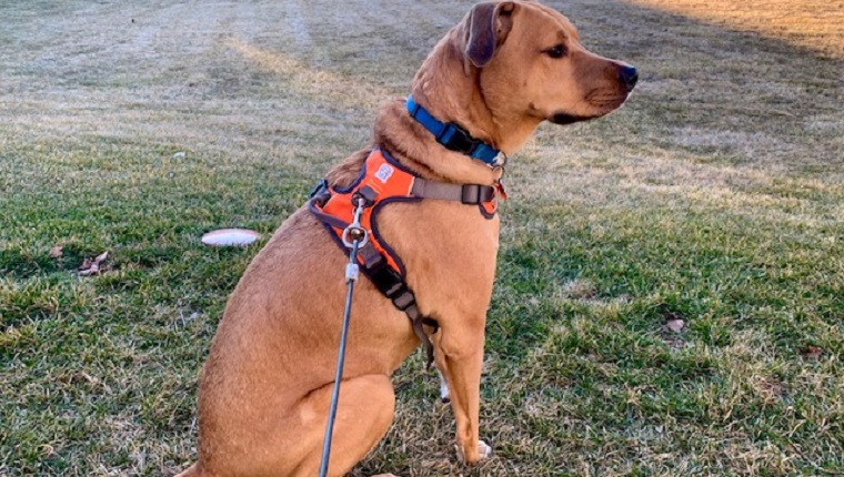 archer with his embark adventure dog harness