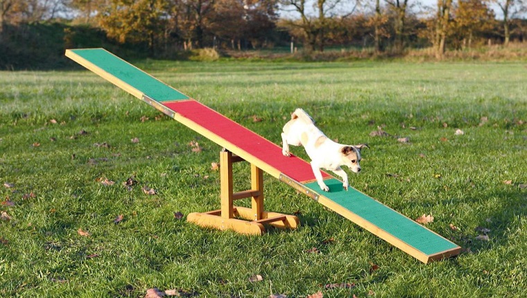 dog seesaw