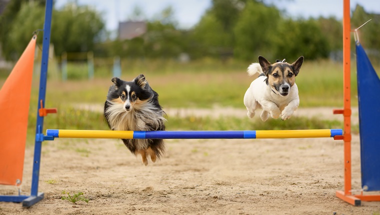 Two dogs are on the agility field.