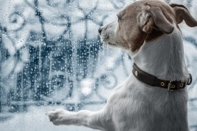 jack russel dog at window watching the bad and cold rain and rainy weather looking sad