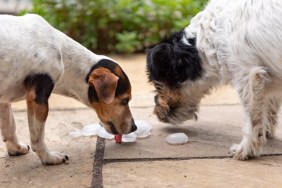 Two Jack Russell Terrier dogs. Dog in heat summer quenches his thirst on an ice cube