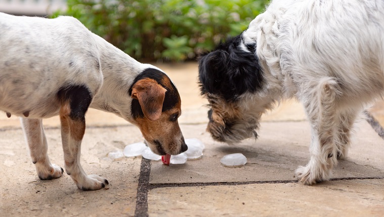 Two Jack Russell Terrier dogs. Dog in heat summer quenches his thirst on an ice cube