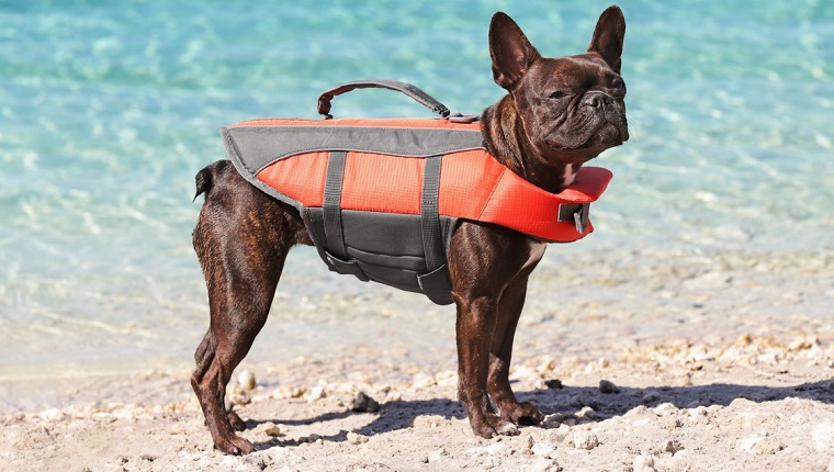 dog life jacket