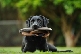 Dog Carrying Flip-Flop In Mouth While Sitting On Field