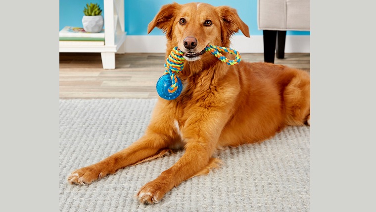 dog rope toy