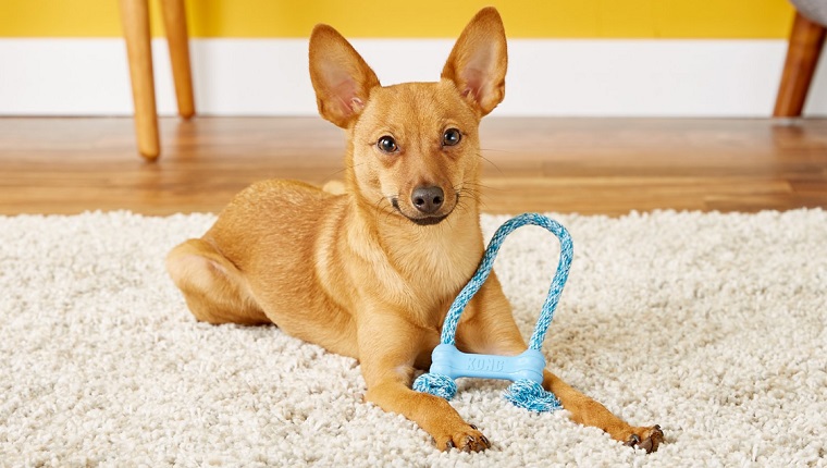 rope bone dog toy