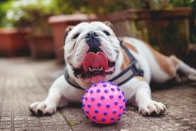 Close-Up Of english bulldog Puppy Lying Down On Gravel