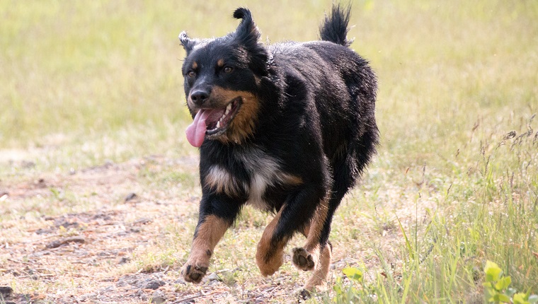 Rottweiler Running On Field