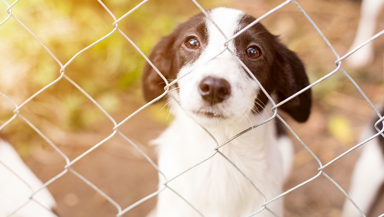 Homeless dog behind bars in an animal shelter.