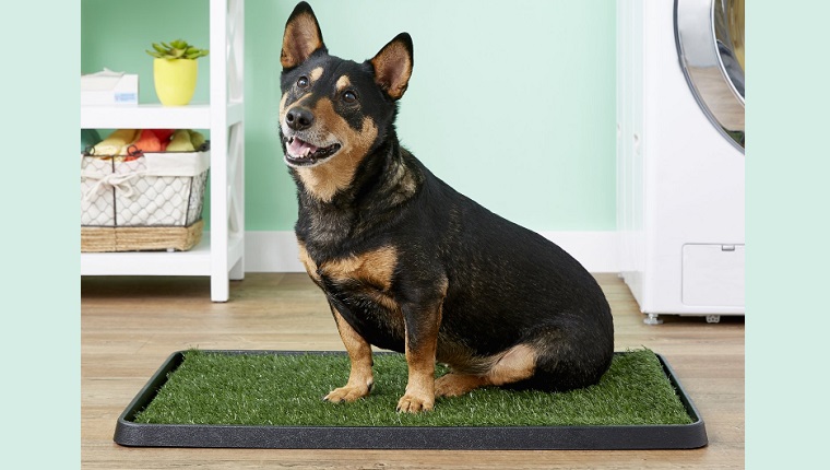 indoor potty patch