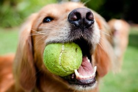 A close-up shot of a Golden Retriever with a yellow tennis ball in her mouth.