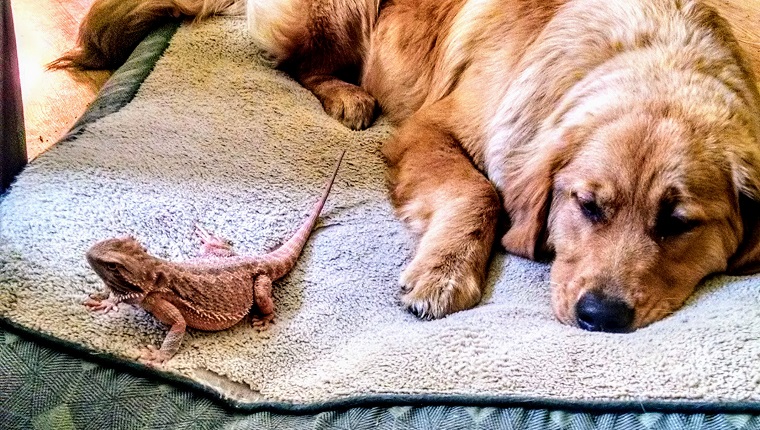 A bearded dragon and her best friend sharing a bed