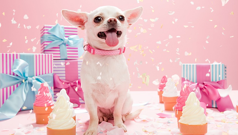 Chihuahua with confetti and birthday gifts