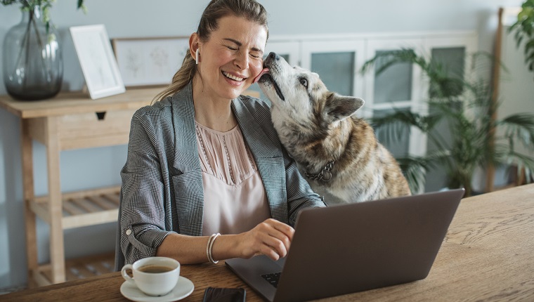 Women at home during pandemic isolation have conference call, pet dog is with her