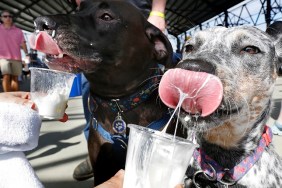 PORTLAND, ME - AUGUST 24: Dakota, a one-year-old Blue Heeler, right, and Ruger, a three-year-old Chocolate Lab, get a whipped cream treat from their owner Destiney Kennie of Baldwin at Ales for Tails event at Thompson's Point, a fundraiser for Animal Refuge League of Greater Portland.