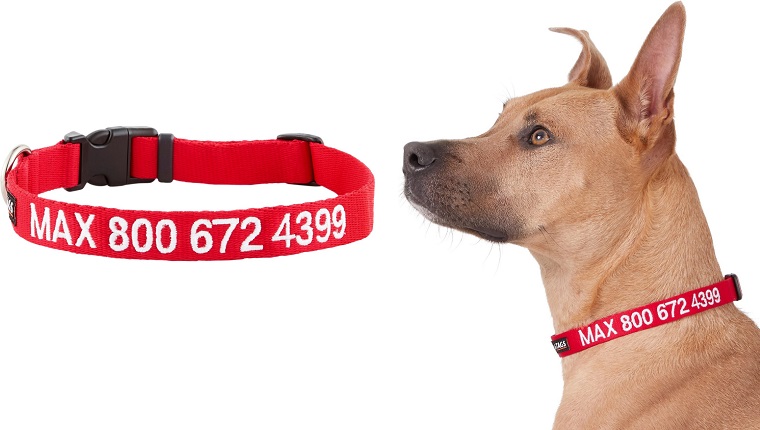 dog collar