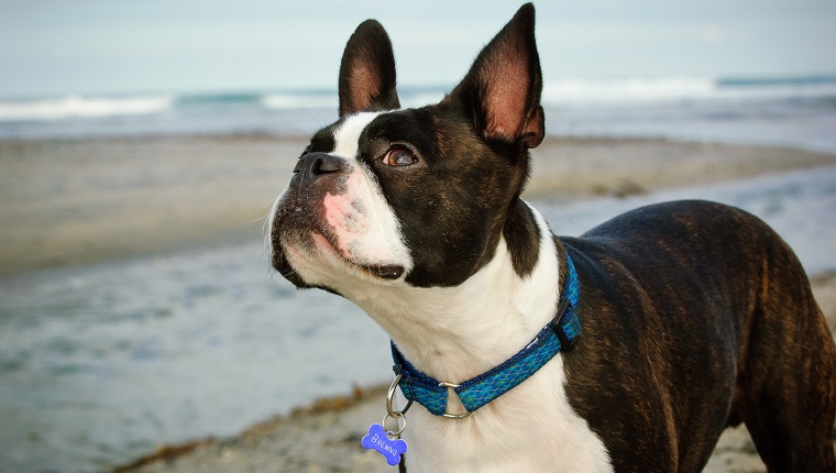 Dog Looking Up While Standing At Beach Against Sky