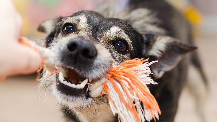 cute dog growls and gnaws the rope