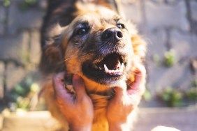 happy dog smiling while his owner petting him.