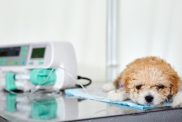 A maltipoo puppy dog with suspected kidney or renal failure lies on a table in a veterinary clinic with a catheter in its paw, through which medicine is delivered using Infusion pump. Close-up, selective focus.