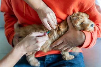 Rabies vaccination