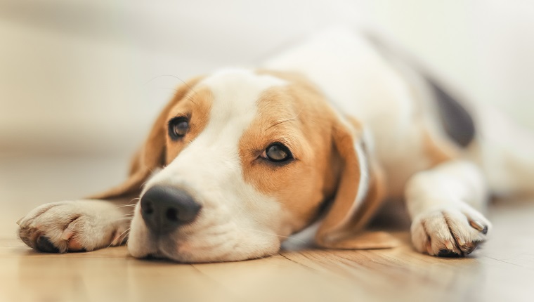 Beagle Puppy Sleep