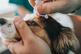 Close up of a dog receiving eye drops during medical exam at animal hospital.