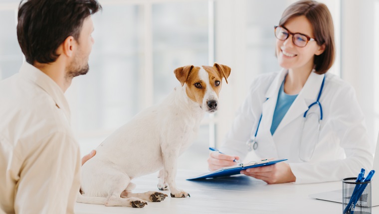 Dog owner comes with heart diseased animal to vet for checkup. Jack russell terrier sits at examination table in veterinary clinic. Friendly woman vet writes down prescription for sick animal