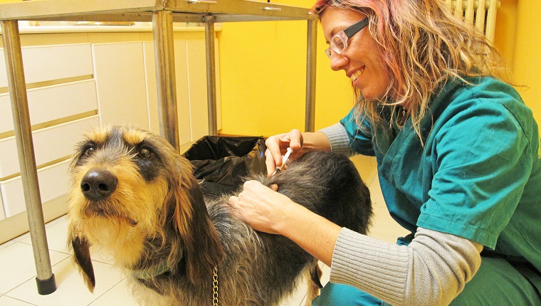 Vaccination in veterinary surgery by smiling young doctor.